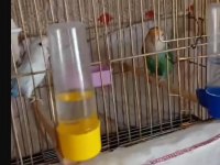 Eşli yumurtalı sevda papağanı çifti