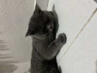 Acil verilecek kedimiz 8 aylık