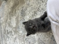 British Shorthair Oğlumuza Ömürlük Yuva Arıyoruz!