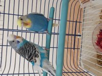 Genç çift muhabbet kuşları