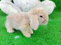 Hollanda teddy lop tavşanlar