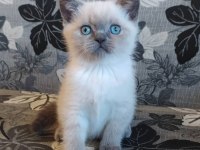 Birbirinden sevimli british shorthair yavruları