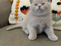 Efsane Güzellikte British Shorthair Bebekler