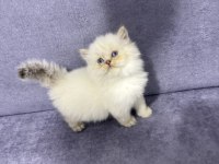 British Longhair Sıcak Kanlı Yavrumuz