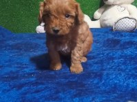 Harika maltipoo minikler