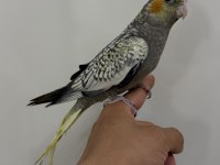 Sultan Papağanı Yavrular Sahiplendirilecek