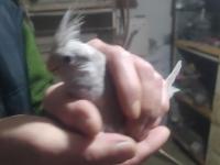 Bebek Wifi Sultan Papağanı Yavrular