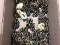 Bıldırcın Yumurta Civciv Ve Anaç