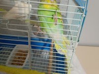 5 Aylık Dişi Muhabbet Kuşu (Açıklamayı Okuyun)