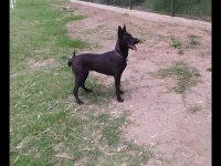 A Kalite Belçika Malinois Yavrular