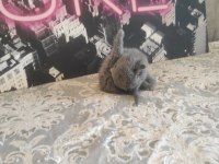 Gri ve beyaz scottish fold bebekler