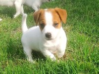 Kısa bacak jack russell bebekler