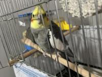 Yakışıklı 5 Aylık Eğitime Açık Sultan Papağanı