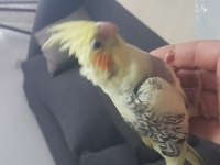 Yavru Sultan Papağanları