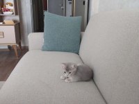 British Shorthair Kedimiz