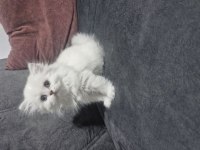 Deniz Gözlüm British Longhair (Ücretli)