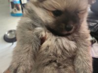 Rezerve Ye Açık Köpeğimiz