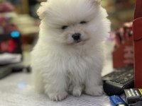 2,5 aylık pomeranian boo