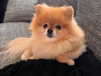 1 Yaşında Kadayıf Pomeranian İyi Aileden