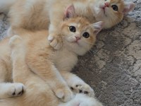 British Shorthair Golden Ny12 Yavrular