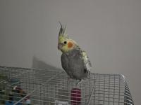 3 Aylık Ele Alışık Sultan Papağanı
