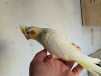 Ücretsiz Sahiplendirme Sultan Papağanımız