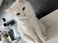 Kedimiz Bulut Yeni Yuvasını Arıyor 7 Aylık