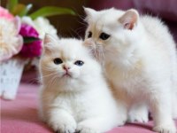 Kar Beyaz Silver British Shorthair