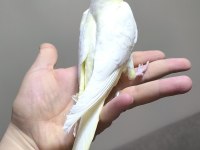 Yavru sultan papağanımız