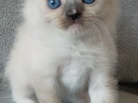 Dişi Ragdoll Yavrumuz Yeni Yuvasını Arıyor