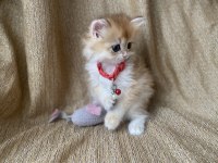 Golden British Longhair Kedimiz