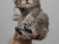 Bebek Kedilerimiz Teslime Hazırdır