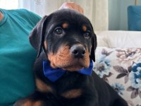 Koca Kafalı Rottweiler Bebekler