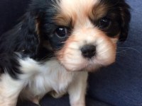 Cavalier king charles yavrusu