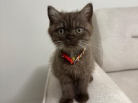 Yavru British Shorthair Chocolate