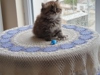 Çiko Yavru Kedimizyeni Sahiplerini Bekliyor