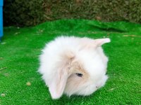 Hollanda teddy lop tavşan yavrularımız için ulaşın