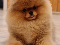 Ayı Surat Pomeranian Boo Yavruları