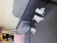 5 Adet British Yavrularımız