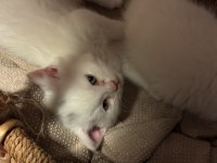 Eğitimleri Tam Sevecen Bir Minnoş Kedimiz