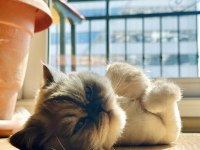 4 Yaşında, Kısırlaştırılmış, Dişi, Çipli, Chinchilla Kırması