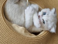 Scottish Fold Boncuğumuza Yuva Arıyoruz