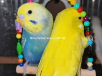 Çocuklar Bile Eğitebilir Muhabbet Kuşu