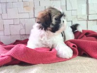 Shih Tzu Yavruları