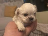 Ücretsiz sahiplendirme pekinezler