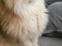 Yeni Yuvasını Arayan British Longhair Yakışıklı