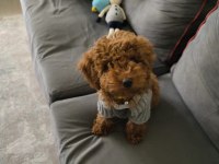 Poodle köpeğimiz esenyurt