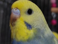 Çocuklar Bile Eğitebilir Muhabbet Kuşu