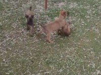 3 Ve 4-6 Aylık Malinois Yavrular