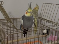 Sağlıklı erkek ve dişi sultan papağanları